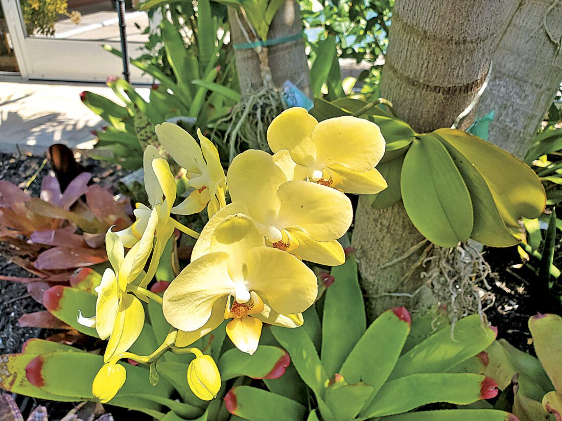 My orchid needs help! News, Sports, Jobs Cape Coral Breeze